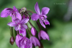 Spathoglottis plicata